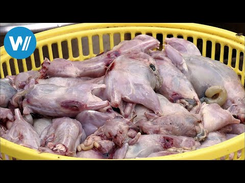 Kambodscha, Ratte süß-sauer (360° - GEO Reportage)