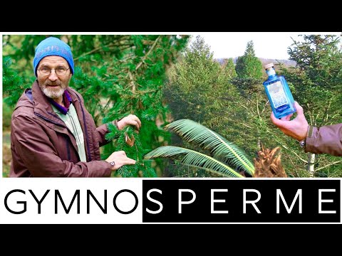 Die Vielfalt der Blütenpflanzen: Gymnospermen im Alten Botanischen Garten Göttingen