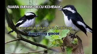 Download lagu suara asli burung decu kembang paling ampuh silahkan di coba mp3