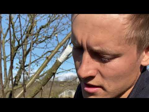 Grafting Fruit Trees for Beginners Part 4