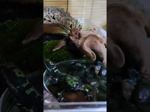 IUCN分類における絶滅の危険性を示す図。