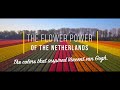 Tulips In The Netherlands Flower Power Of The Netherlands Aerial View Of Beautiful Flowers