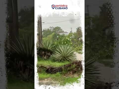 ¡Ahora es que esto empieza! Imágenes del huracán Melissa en el reparto Honduras, en Banes, Holguín.