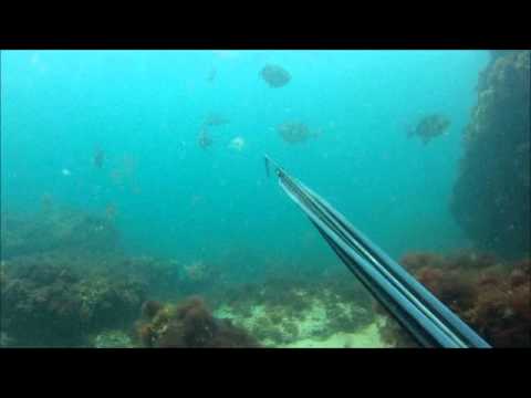 Double Tap on  Trigger Fish