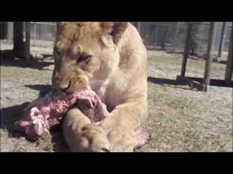 Tigers, Lions, Leopards attack their lunch at Single Vision