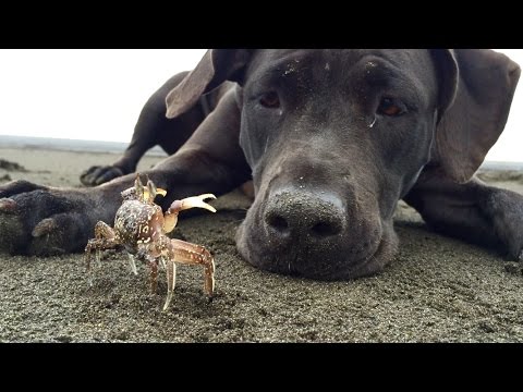 כלבה חמודה משחקת עם סרטן שהיא מצאה על שפת הים