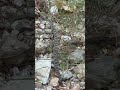 Almost Stepped On Rattlesnake 🫣