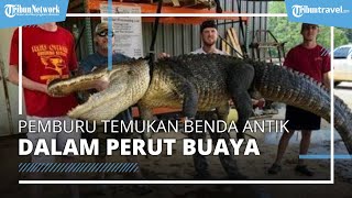 Pemburu Temukan Benda Antik di Dalam Perut Buaya, Ahli Geologi Sebut Benda Itu Berusia Ribuan Tahun
