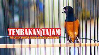 Download lagu MURAI BATU TEMBAKAN KENARI, MASTERAN MURAI BATU MUDA AGAR CEPAT BELAJAR NEMBAK mp3