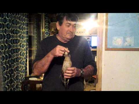 Becasses  en Vendée