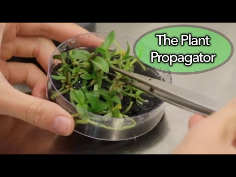 Orchid Seedling Replate onto Fresh Media