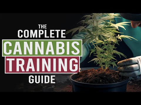 Grow BIGGER NUGS with Cannabis Stress Training!