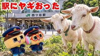 【ロケ】ヤギの駅員さんおった！ぐちお、四ツ谷のヤギに会いにゆく。