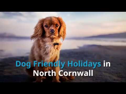 download lagu mp3 mp4 Dog Friendly Pubs Hastings, download lagu Dog Friendly Pubs Hastings gratis, unduh video klip Dog Friendly Pubs Hastings