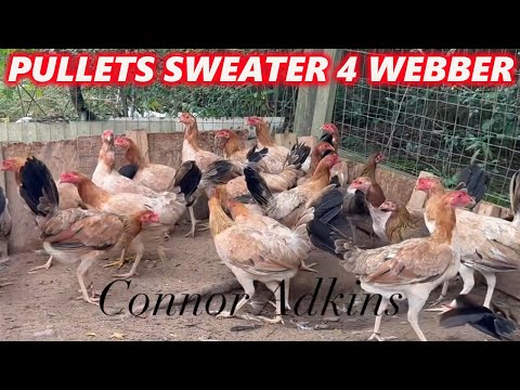 Pullets Sweater 4 Webbers 🦎 Slick Lizard Farm
