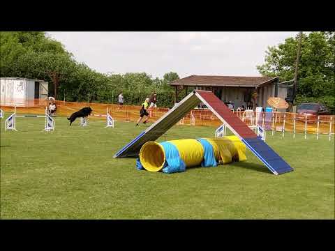 NYÁRINDÍTÓ AGILITY KUPA 2021.06.05 - Legendary of Jet Black Mithos 2 x 1. hely