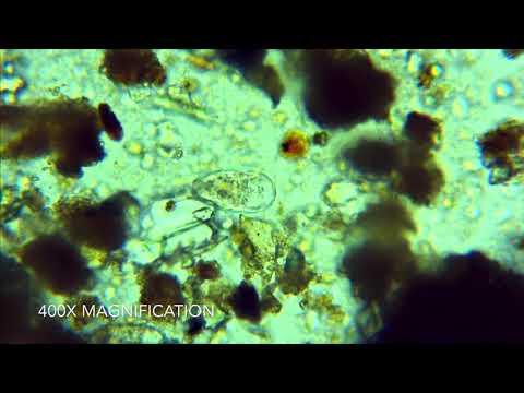 Microscopy at The Hickories Farm in Ridgefield, CT