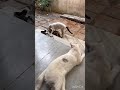 Male Cats Hot Argument For Female Cats Fighting 40