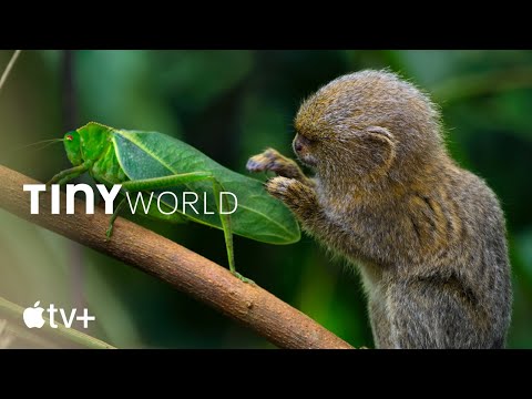 Trailer-Vorschau: Tiny World