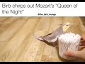 cockatiel singing Mozart