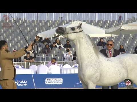 N 293 ALBANO   Asharqia Arabian Horse Classic 2020   Stallions 10+ Years Old Class 12