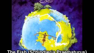Yes - The Fish (Schindleria Praematurus).mov