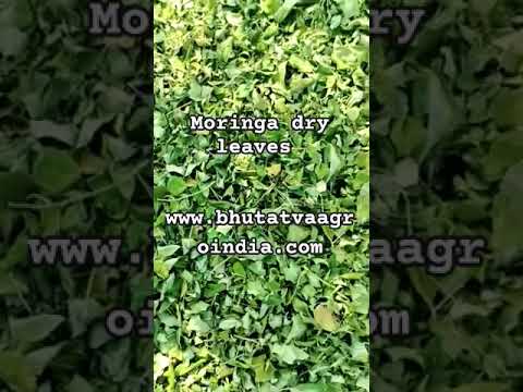 Moringa Leaf
