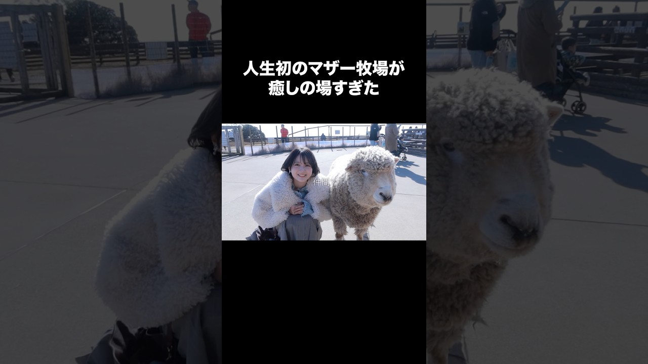 人生初のマザー牧場が癒しすぎた【原神イベント】