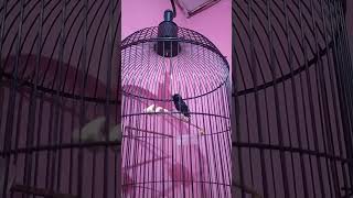 Download lagu Masteran Kolibri Ninja Tembakan Belalang Emas Tajam mp3