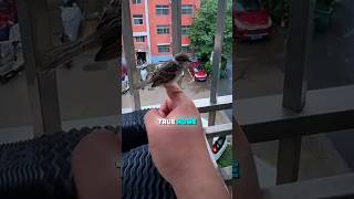 Download lagu Burung Kecil Ini Terlalu Lemah untuk Terbang 🥹 mp3 Download lagu Burung Kecil Ini Terlalu Lemah untuk Terbang 🥹 mp3