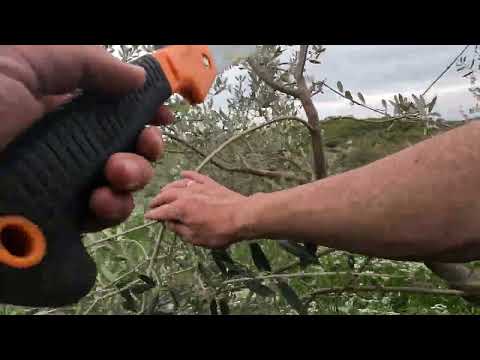 Polikonična vaza - Popravljanje uzgojnog oblika (Primjer1)