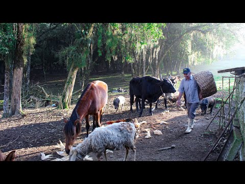 🔴VIDA NA ROÇA - 78 ANOS DEDICADOS NA VIDA SIMPLES E FELIZ NA ROÇA - CONTA SR. GERVANO - Vídeo 1