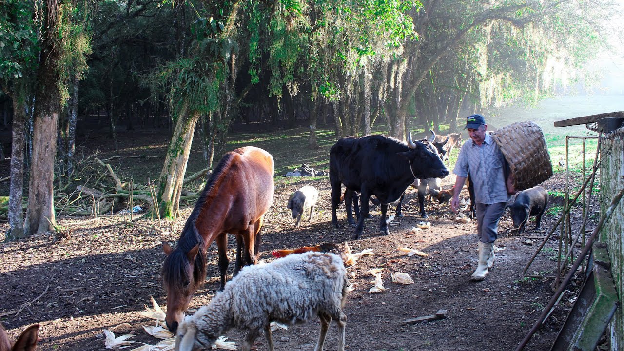 🔴VIDA NA ROÇA - 78 ANOS DEDICADOS NA VIDA SIMPLES E FELIZ NA ROÇA - CONTA SR. GERVANO - Vídeo 1