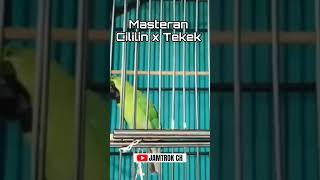 Download lagu MASTERAN CUCAK IJO FULL ISIAN CILILIN DAN TENGKEK BUTO‼️ #cucakijo mp3 Download lagu MASTERAN CUCAK IJO FULL ISIAN CILILIN DAN TENGKEK BUTO‼️ #cucakijo mp3