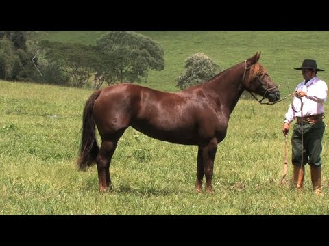 Lote 21 - Luxuria da Bela Aliança