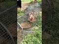 Foldable Chicken Coop