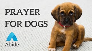 Christian Mediation: Prayer For Your Dog