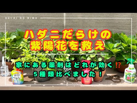 アジサイ:最も一般的な病気と害虫 植物