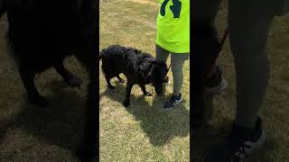 Video preview image #1 Shepradors Puppy For Sale in Rowlett, TX, USA