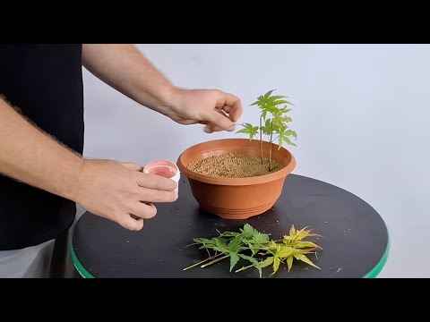 Bonsai techniques: Growing Maple bonsai from cuttings by Nik Rozman