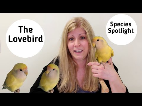 Lovebirds as Pets: Species Spotlight