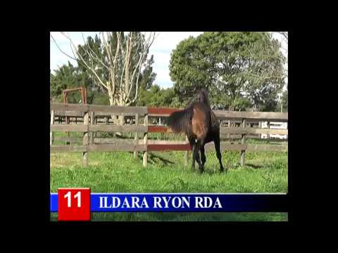 LOTE 11 - ILDARA RYON RDA - 2015 - RINCON DEL AGUARA – LOS MONTEROS