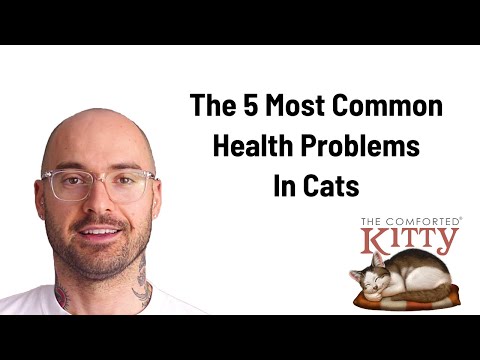 Five Common Health Problems in Cats