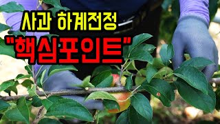 [생생정보農 14편] 사과 하계전정 기술