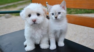 The 10 Dog Breeds That Get Along With Cats