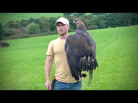 Golden Eagle | Training [SAKO]