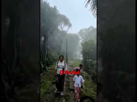 Di tengah hutan lebat