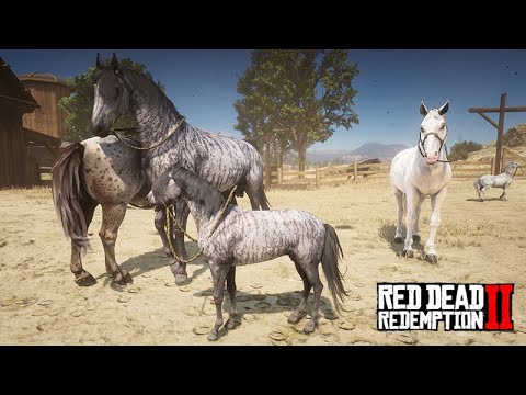 Criação de Cavalos - Os filhotes estão crescendo - Red Dead Redemption 2