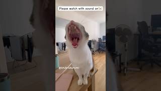 A big yawn🥱大きなあくび#cat #katze #ねこ #funny #cute #ねこのいる生活 #funnycats