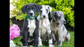 Video preview image #1 Great Dane Puppy For Sale in RICHLAND, PA, USA